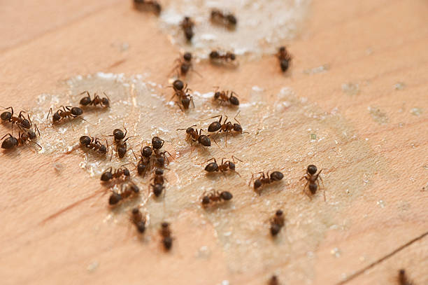 Best Mosquito Control Services  in Mount Carmel, OH